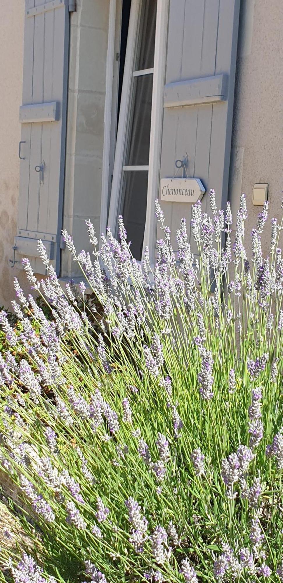 Le Clos De La Rousseliere Francueil ห้อง รูปภาพ
